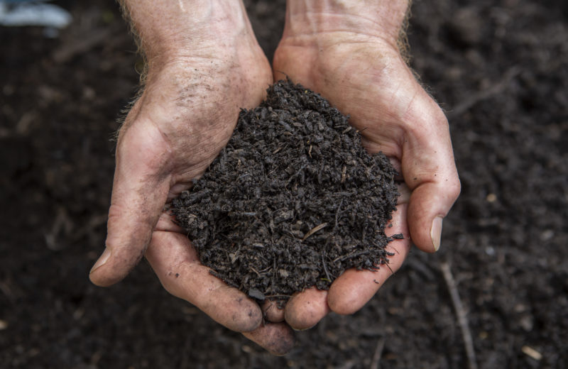 A handful of peat-free compost