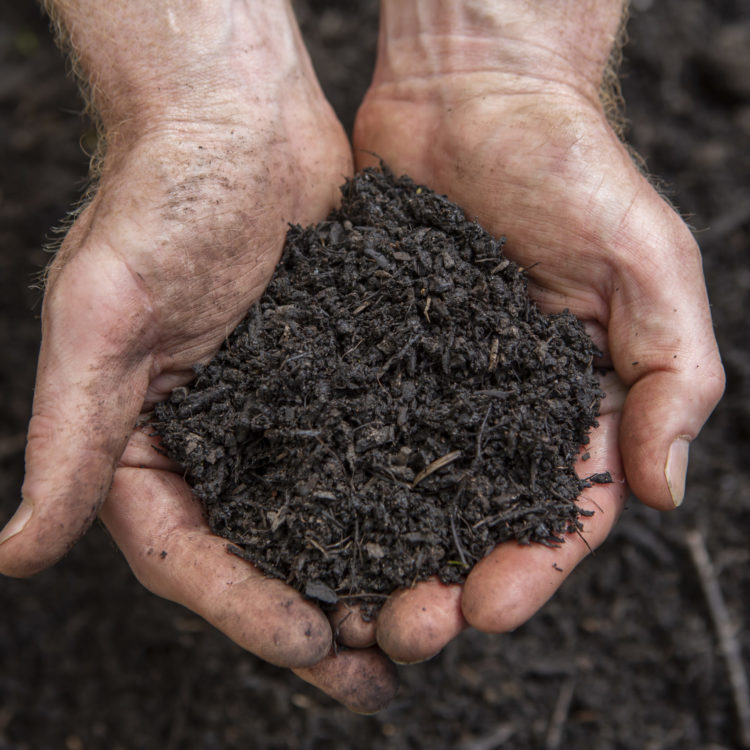 A handful of peat-free compost