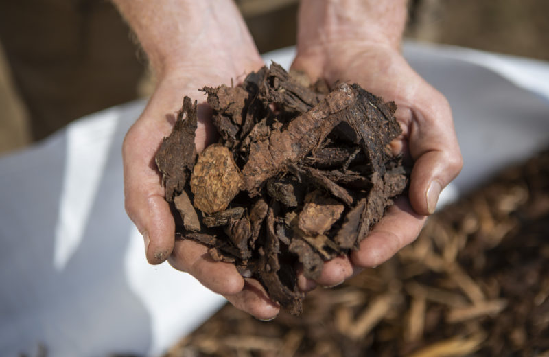 A handful of decorative bark