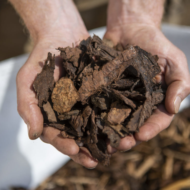 A handful of decorative bark