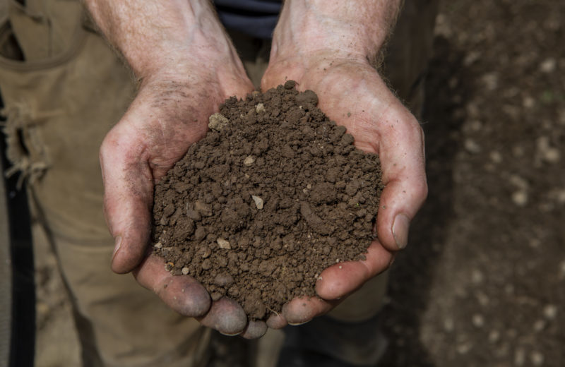 Handful of garden topsoil