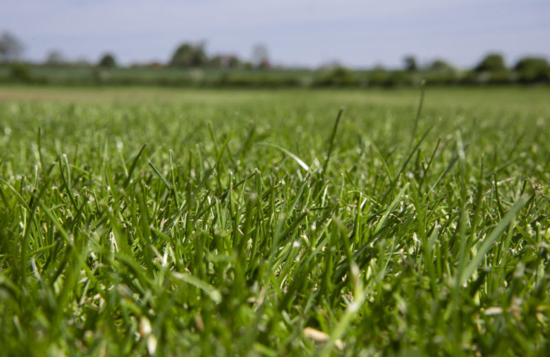 Field of garden turf