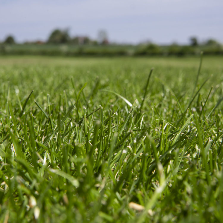 Field of garden turf