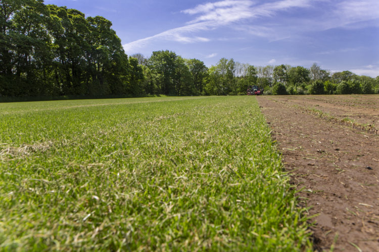 Garden turf being harvested