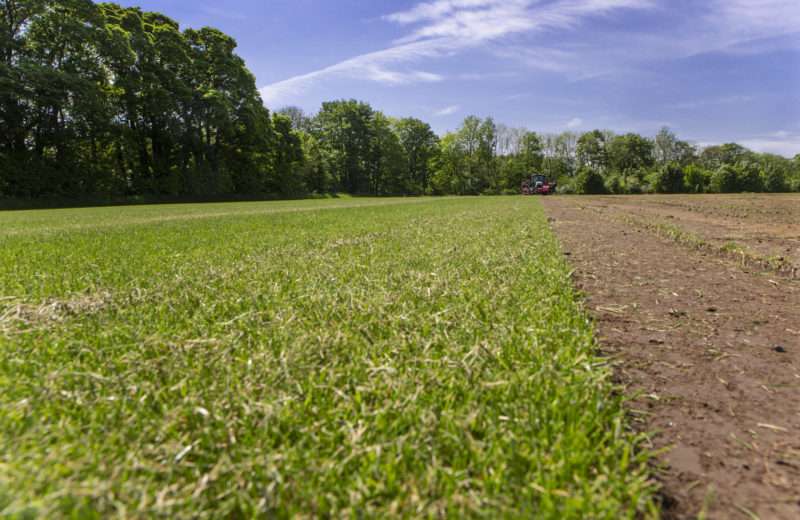 Garden turf being harvested