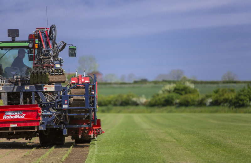 Grass turf harvester at work