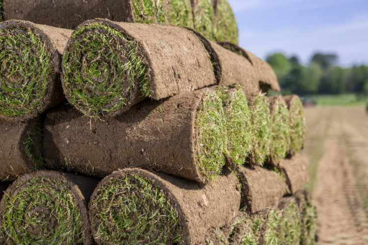 Pile of grass turf rolls