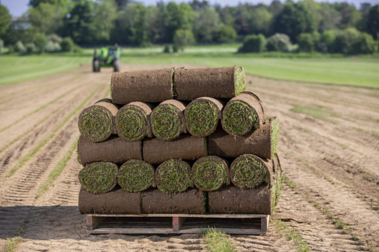 Grass turf stack on a pallet