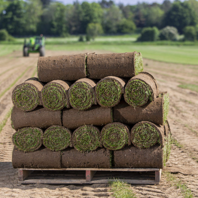 Grass turf stack on a pallet