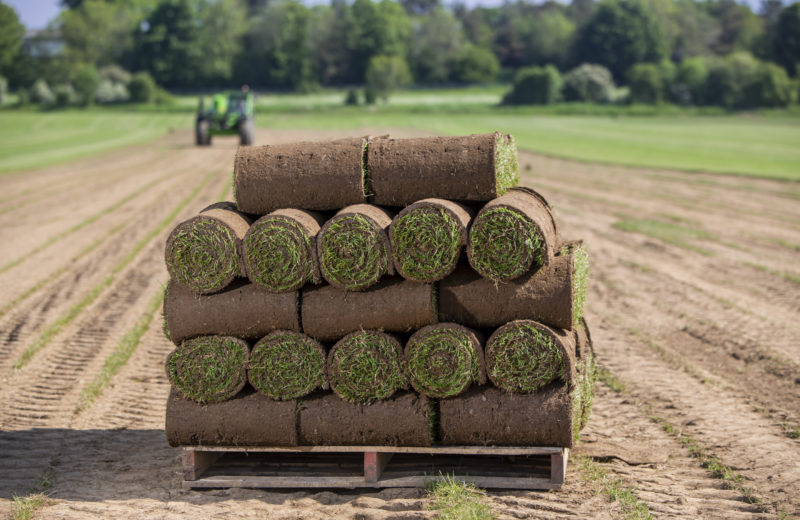 Grass turf stack on a pallet