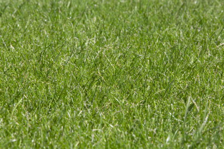 Field of grass turf
