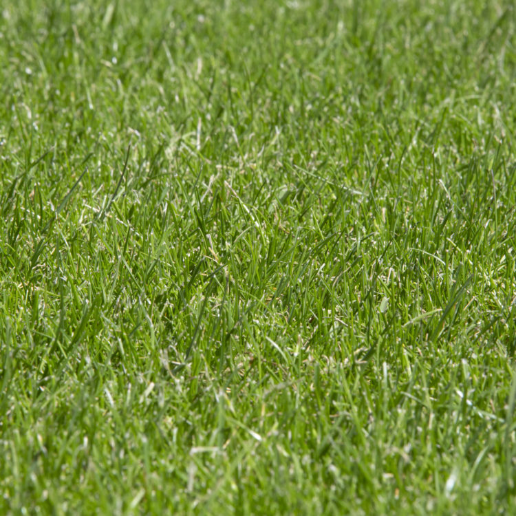 Field of grass turf