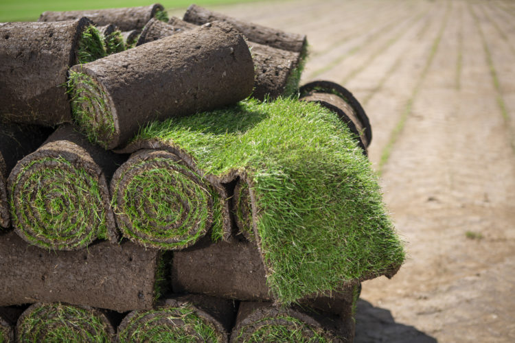 A close up image of a grass turf roll