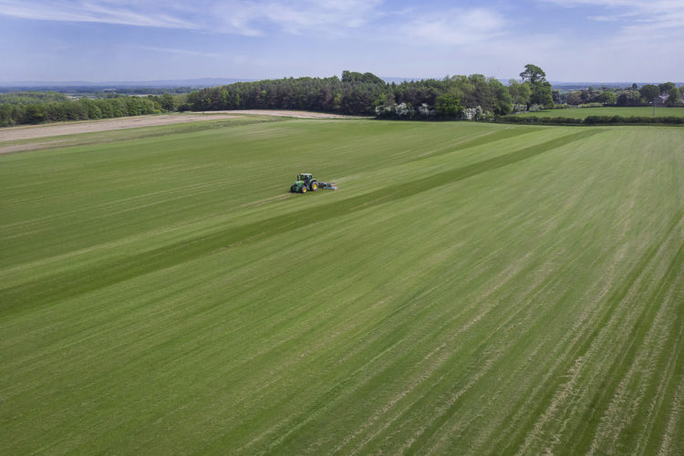 Field of growing grass turf