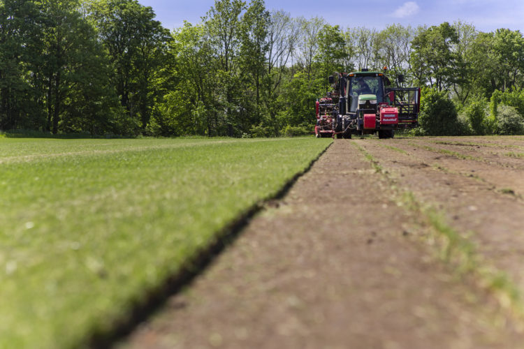 Field of lawn turf being harvested