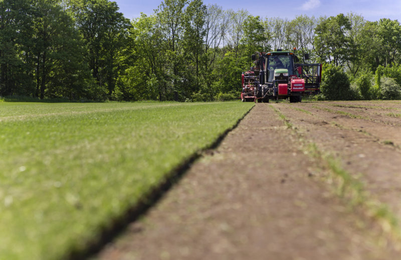 Field of lawn turf being harvested