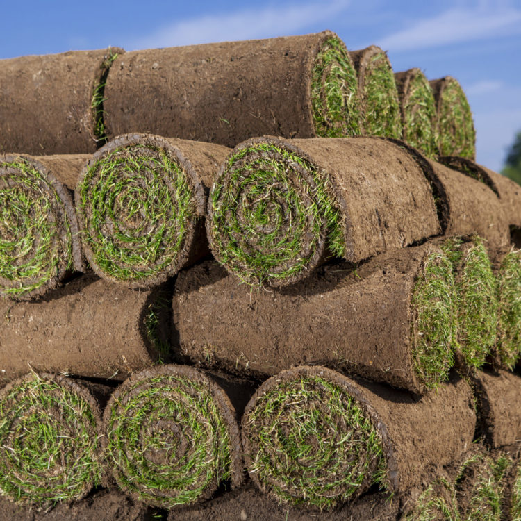 Harvested grass turf rolls