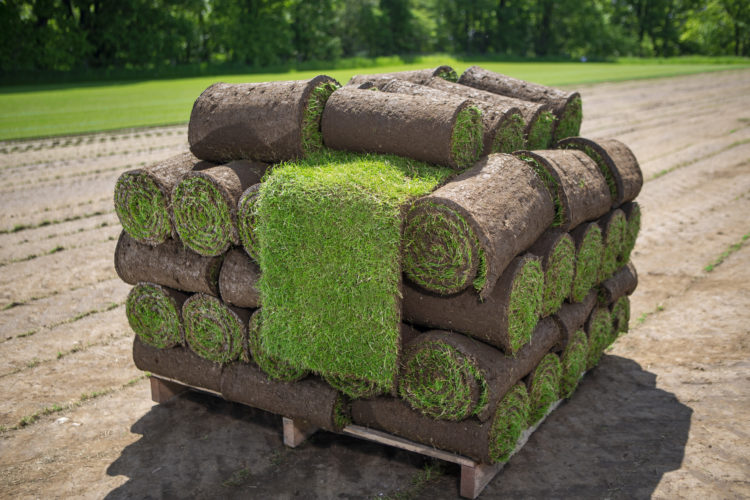 Grass turf rolls stacked on pallet