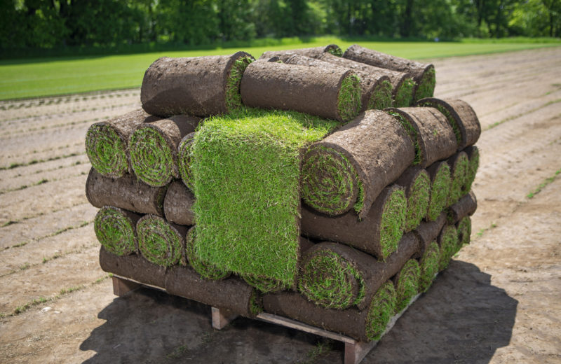 Grass turf rolls stacked on pallet