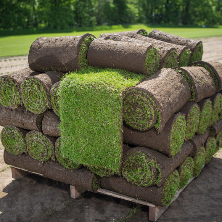 Grass turf rolls stacked on pallet