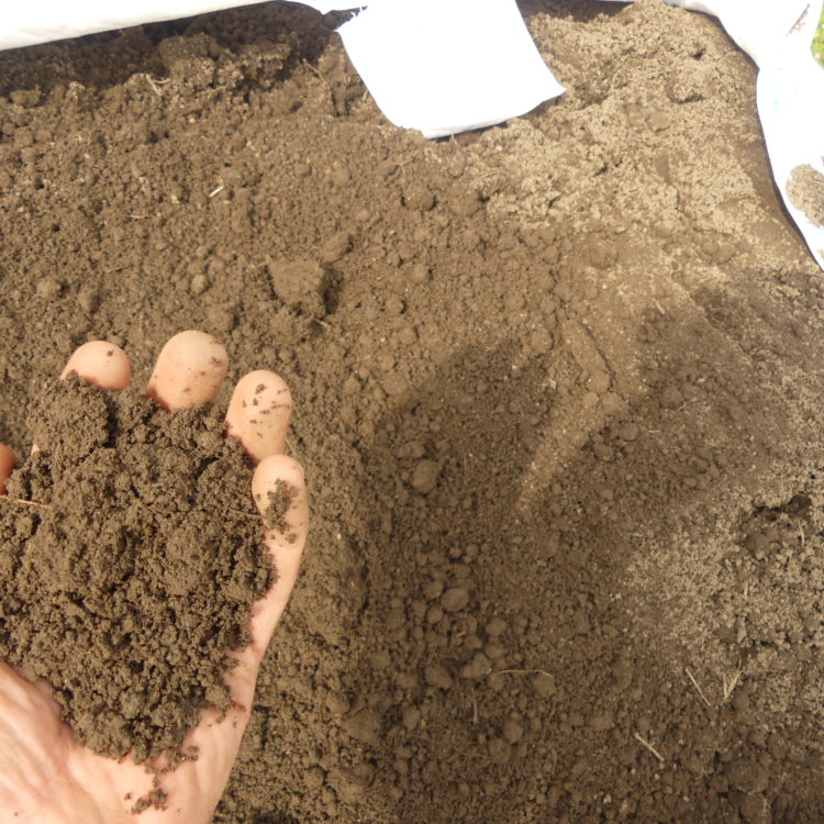 Handful of garden topsoil